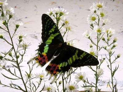 pillangós 2 kép